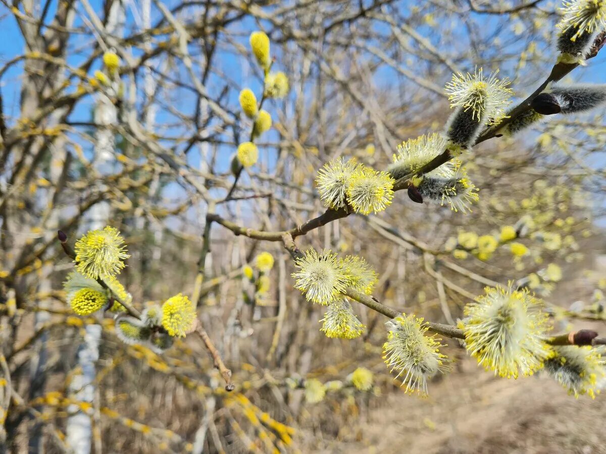 Верба, москва, проспект андропова, 37. Верба коломенская. Верба старый деревянный храм. Куст вербы. Верба коломенская.