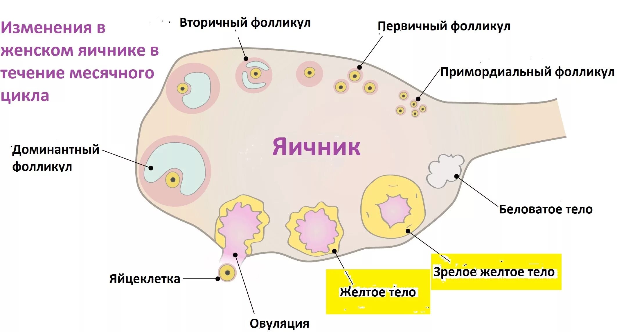 Овариальный фолликул в яичнике. Строение фолликула яйцеклетки. Строение фолликулов яичников.