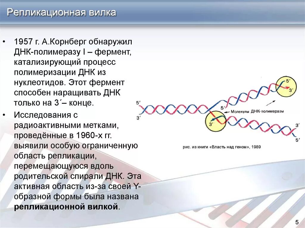 Фермент вилка. ДНК полимераза репликация ДНК. Репликация ДНК репликон. Схема репликационной вилки ДНК. Репликация ДНК репликативная вилка.