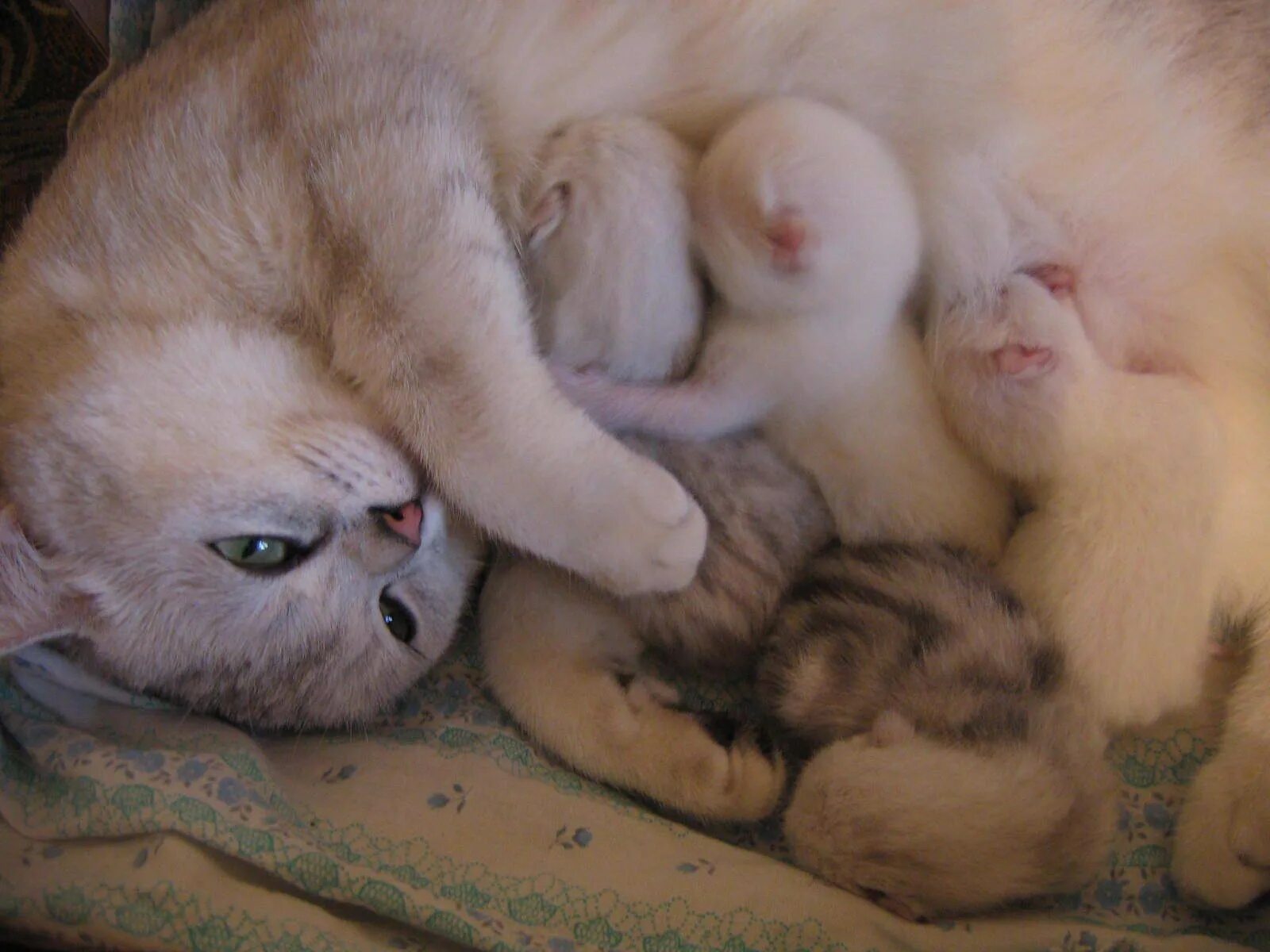Беременность кошки. Беременные кошки Шотландские вислоухие. Беременная кошка с котятами. Срок беременности у кошек.