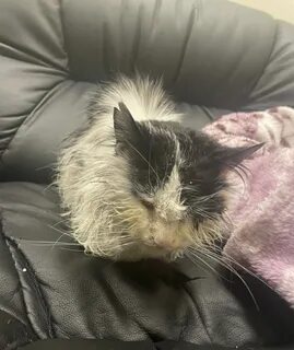 Кот стал