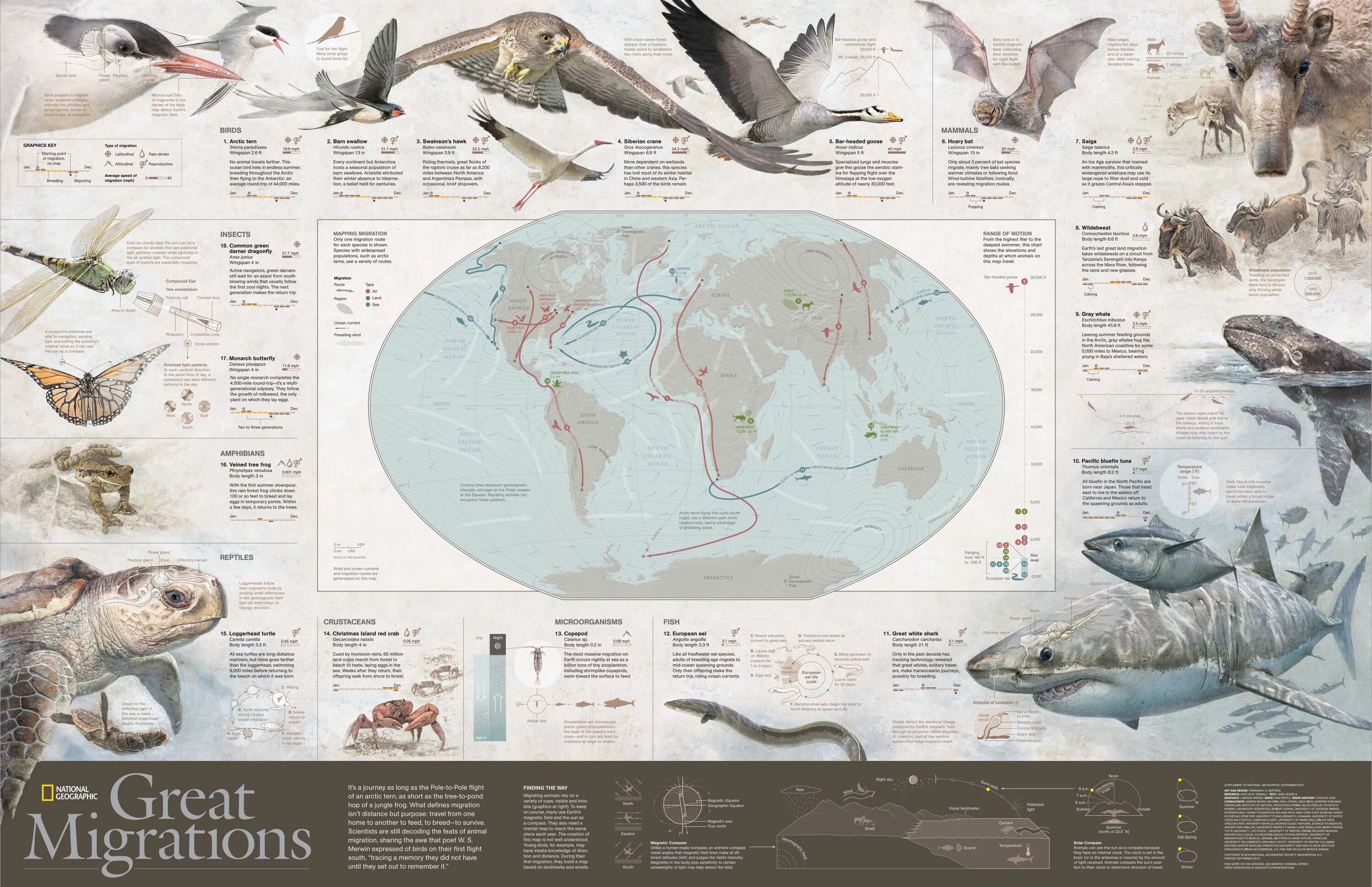 Карты мод кит. Карты мод кит. Кит stl. Касатка размеры. Дельфин в blender урок.