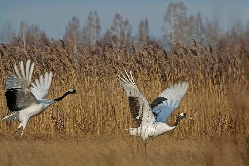 13 Сентября Куприянов день Журавлиное вече. Всемирный день журавля. 13 Сентября день журавля. Народный праздник Куприянов день.