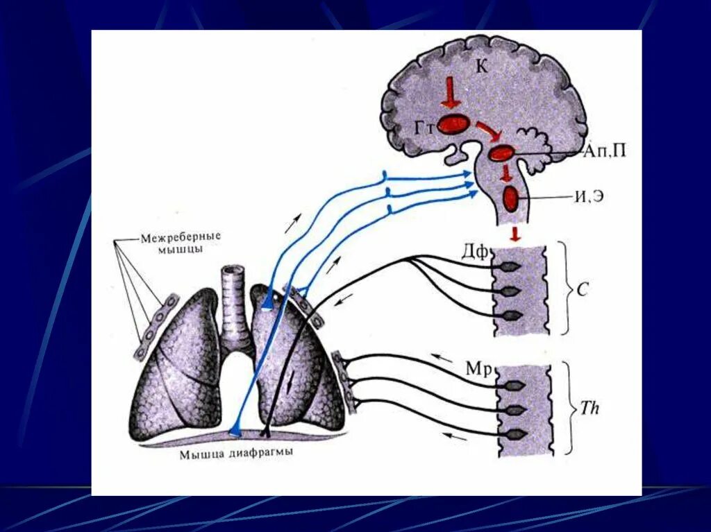 Центры управления сердечно сосудистой дыхательной и пищеварительной. Дыхательный центр иннервация. Иннервация дыхательных мышц. Нервный центр дыхания. Регуляция дыхания схема.