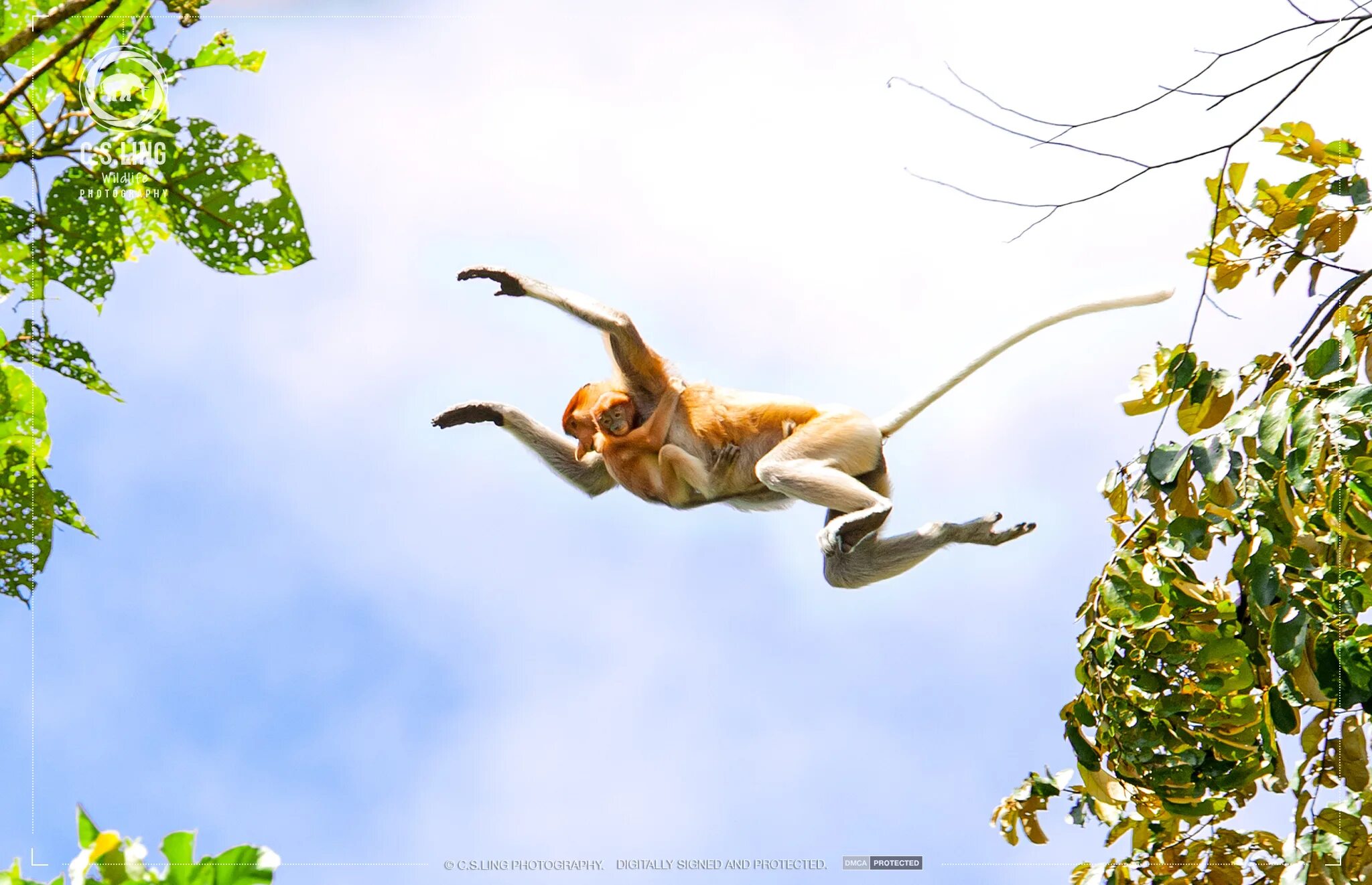 Смешные обезьяны. Обезьяна в прыжке. Гиббон брахиация. Обезьяна прыгает. Обезьяна прыгает.