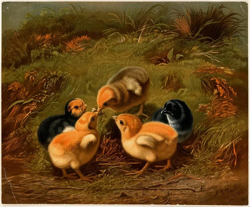 Группа птенцов. Arthur Fitzwilliam Tait (American, 1819-1905). Arthur Fitzwilliam Tait картины. Arthur Fitzwilliam Tait (1819-1905) картины. Цыплята живопись.