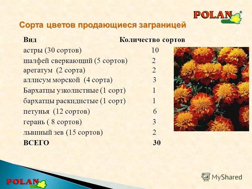 Овес сорта таблица. Количество сорт. Название яблок. Яблоки по сортам. Сорта яблок названия.