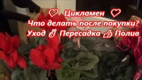 Цикламен уход после покупки