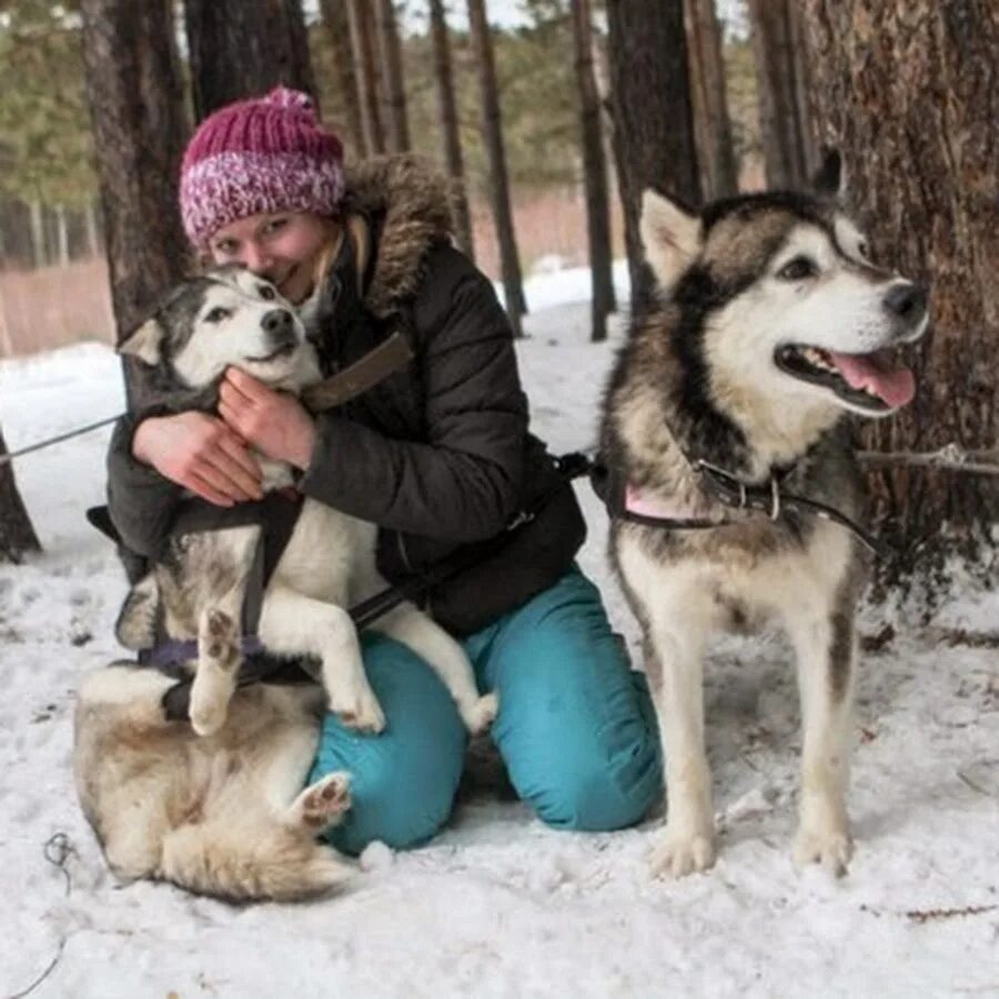 Эльбрус хаски екатеринбург. Питомник хаски екатеринбург эльбрус. Эльбрус питомник ездовых собак екатеринбург. Питомник ездовых собак эльбрус. Хаски центр эльбрус екатеринбург.