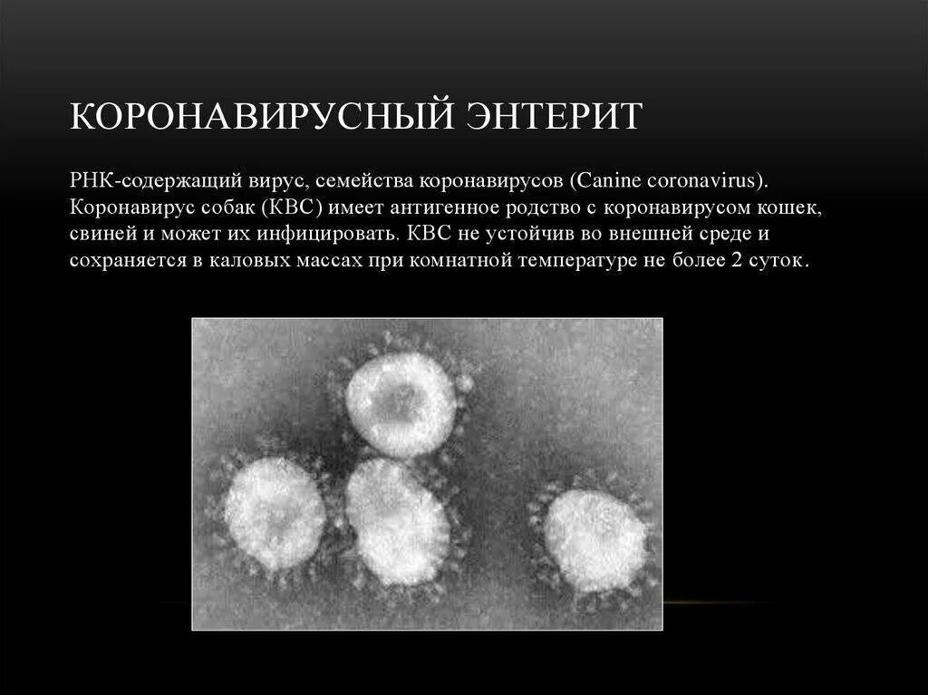 Коронавирус первый симптом. Коронавирусный энтерит у кошек. Коронавирус энтерита собак. Coronaviridae вирусы. Вирус коронавирус презентация.