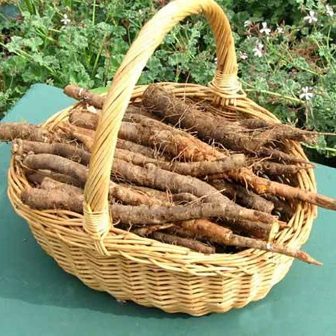 Tragopogon porrifolius. овсяный корень фото. козлобородник корнеплод. козлобородник плод. овсяный корень (козлобородник) устричный корешок.
