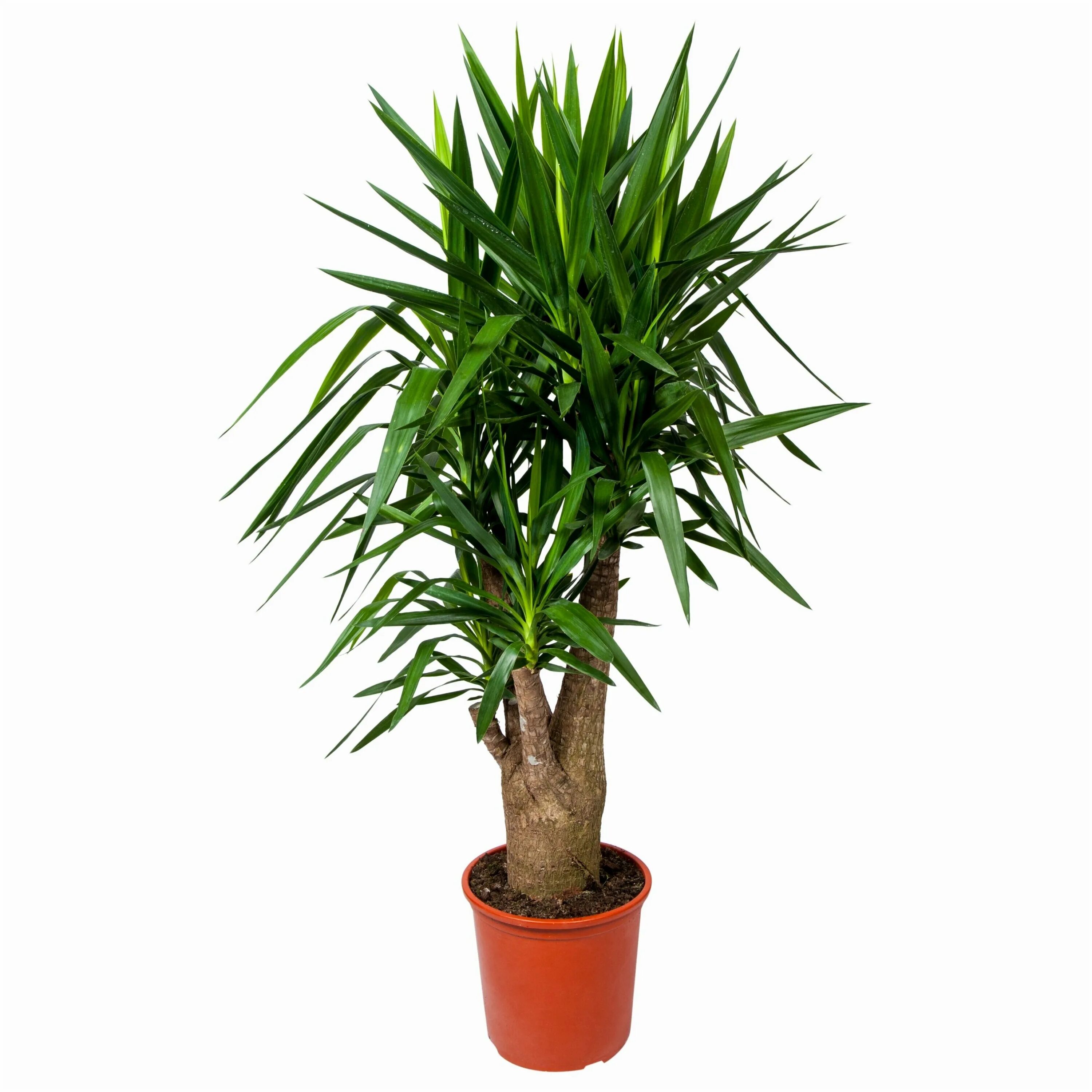 кашпо лечуза кубико. юкка 2 ствола. мфо юкки. юкка ø14 h50 см арт. мфо юкки.