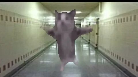 Котики шнапи