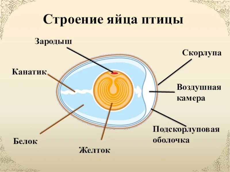 Особенности яйца птиц. Строение яйца птицы. Подскорлуповая оболочка строение. Строение яйца птицы с зародышем. Внутреннее строение яйца птицы.