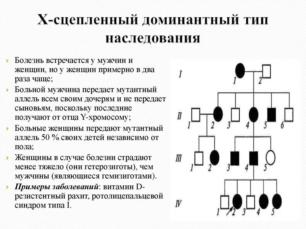 Родословная с х-сцепленным доминантным типом наследования. X сцепленный доминантный Тип наследования. Х сцепленный доминантный Тип наследования схема. Аутосомно-рецессивный Тип наследования х сцепленный. Отец имеет короткие ресницы рецессивный аутосомный