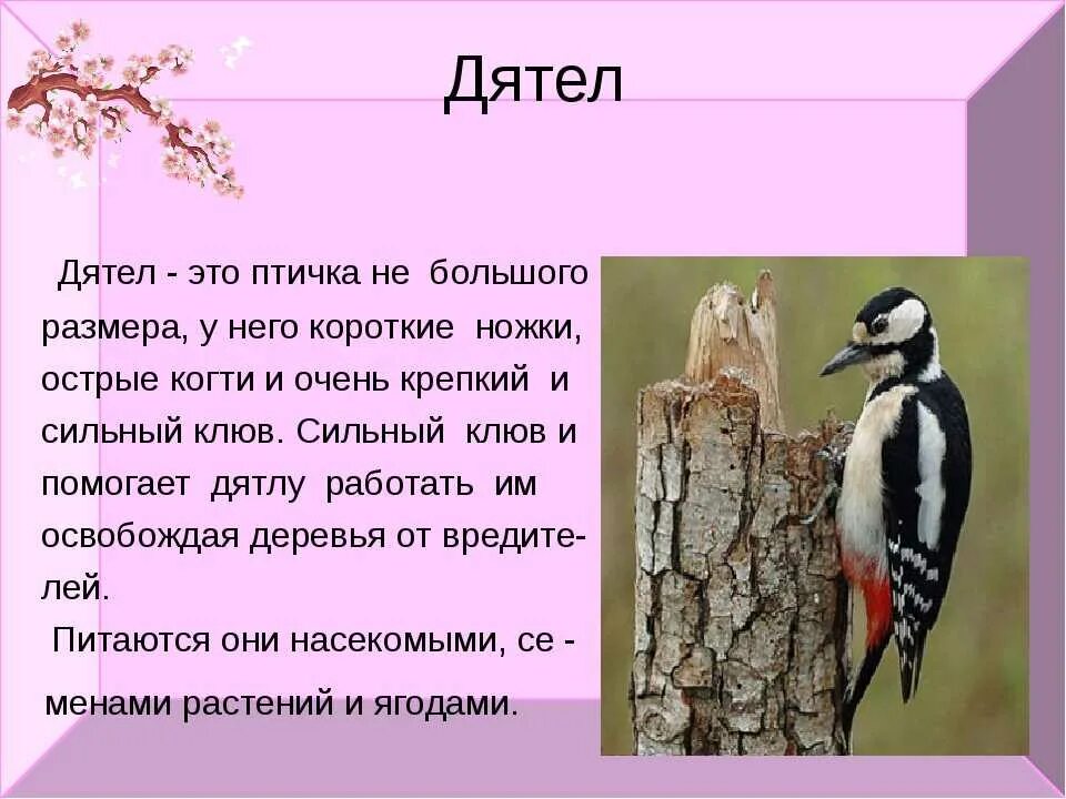 Рассказ про дятла. Дятел описание птицы. Доклад про дятла. Про дятел для детей рассказать.