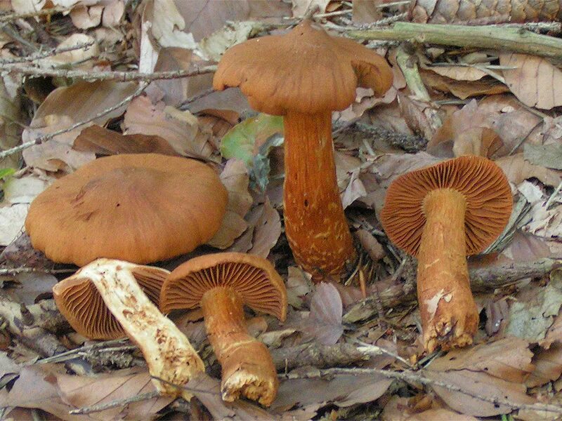Ядовитые пластинчатые грибы. Паутинник красивейший. Паутинник плюшевый гриб. Cortinarius rubellus «паутинника. Cortinarius speciosissimus.