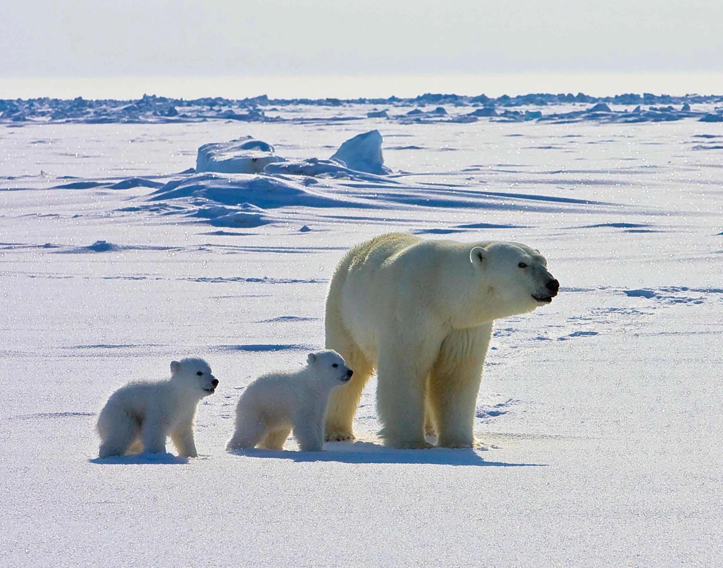 Северный Ледовитый океан белый медведь. Белый медведь (Карско-Баренцевоморская популяция). Арктика – Антарктика белый медведь. Северный Ледовитый океан животные белый медведь.