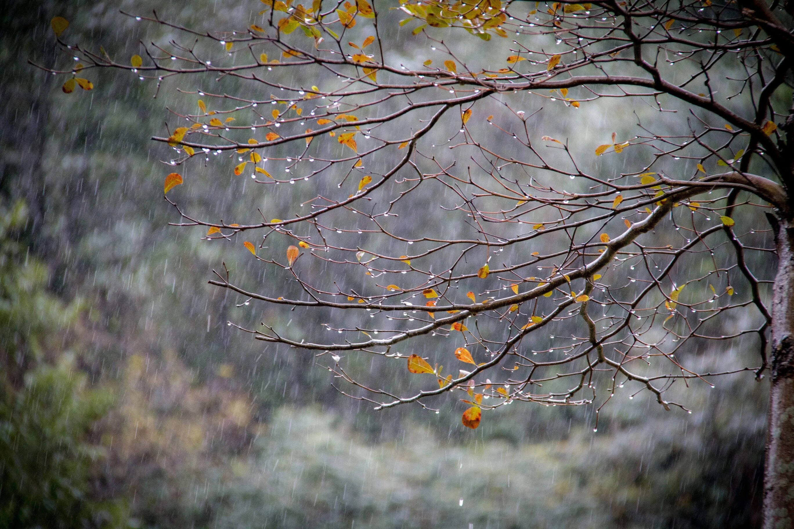Raining tree