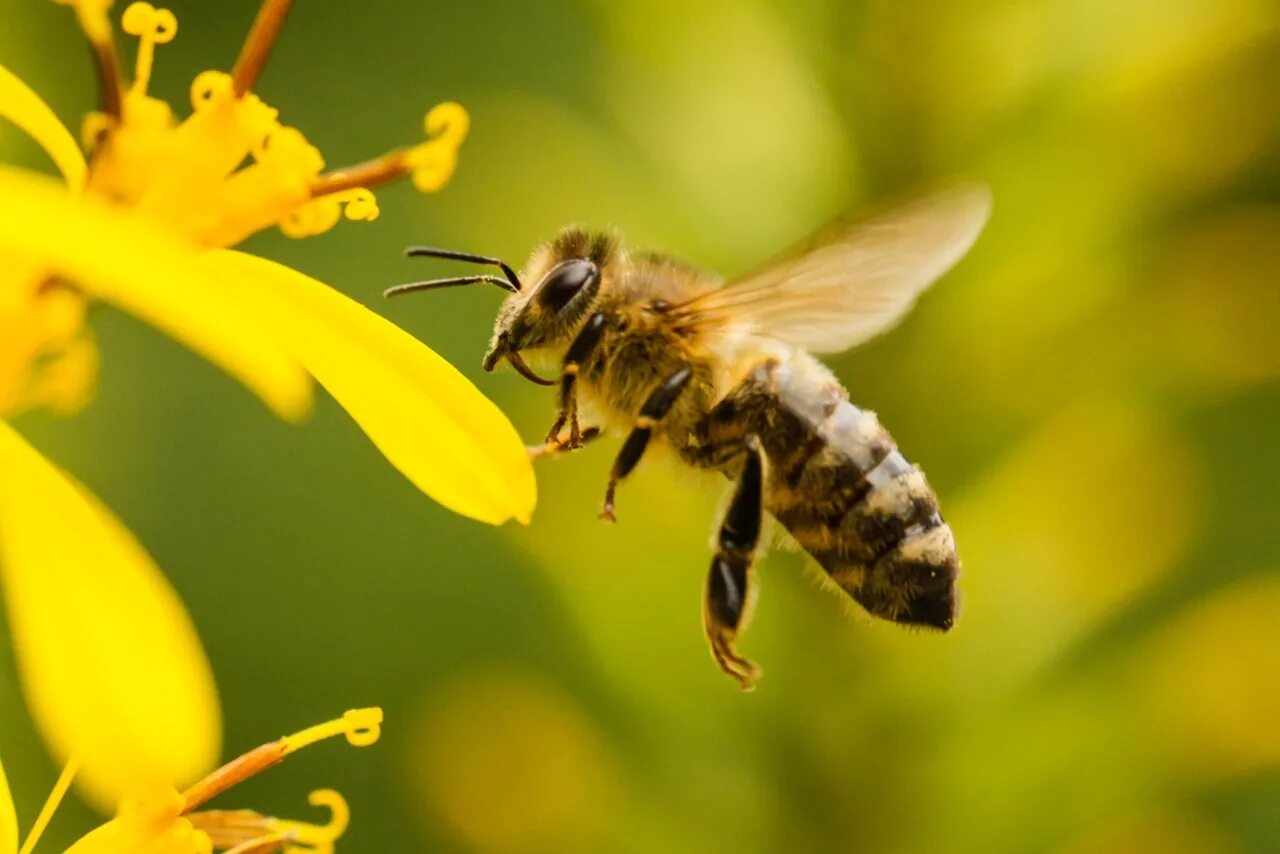 Bee fly. Пчела. Пчелы летают. Пчела в полете. Пчела летит.