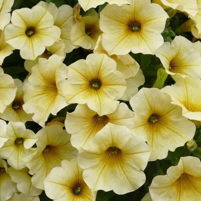 петуния beautical caramel yellow. петхоа yellow. петхоа beautical yellow sun. петуния петхоа карамель еллоу. петхоа yellow.