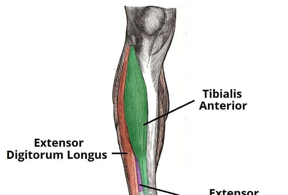 M extensor digitorum. Tibialis anterior мышца. m extensor digitorum longus. м. tibialis anterior. m extensor hallucis longus.