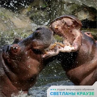 Поющий бегемот