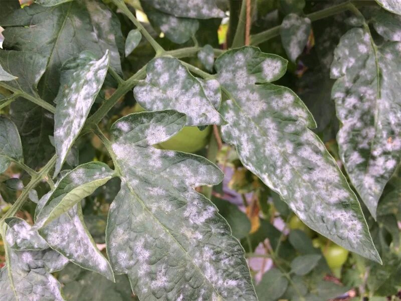 Садовая белокрылка. Замиокулькас шорт лив. Церкоспороз роз. Растения белеют листья. Аргута листья.