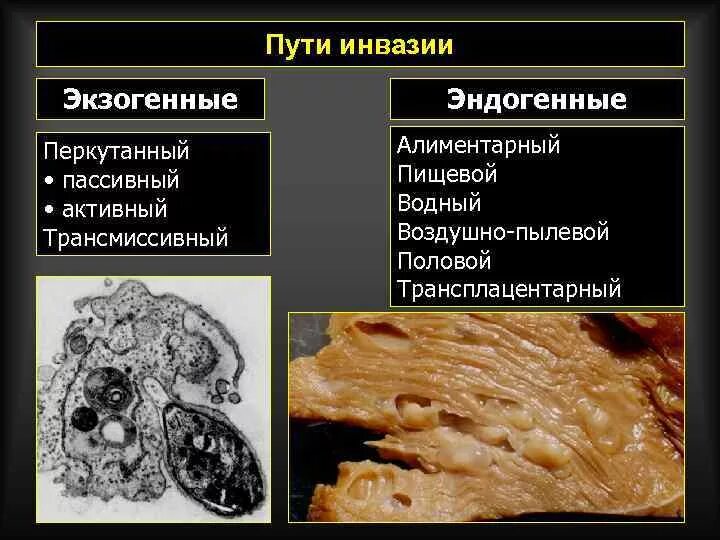 Алиментарный способ инвазии. Пути передачи инвазии. Инвазия это в паразитологии.