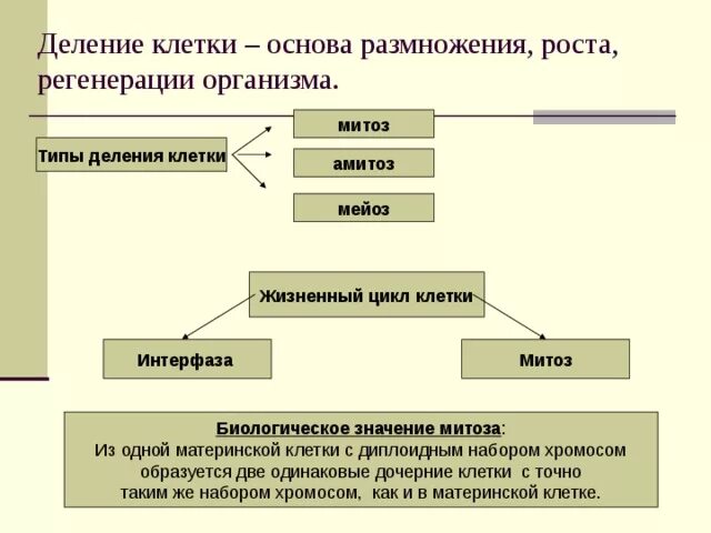 Деление клетки основа роста