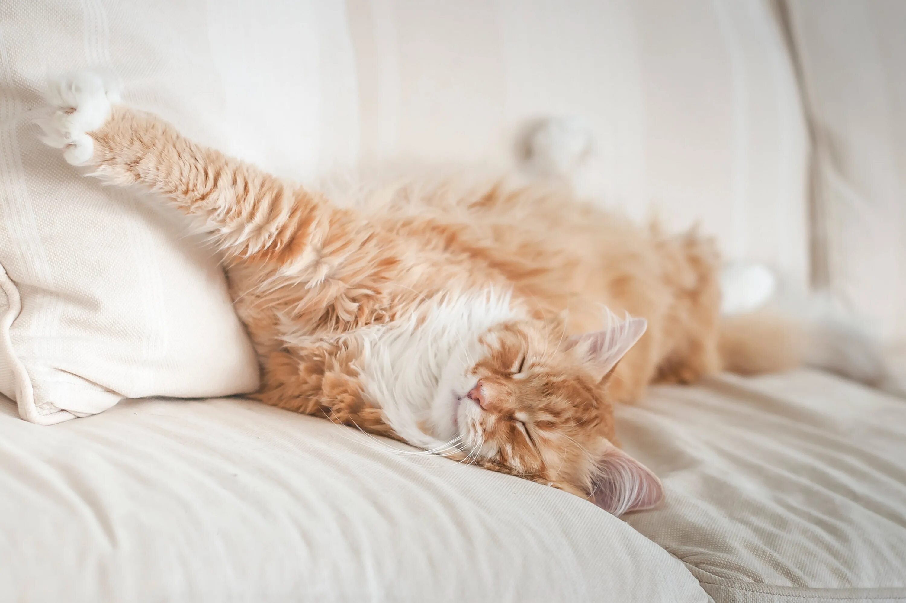 Расслабленная кошка. Спящий Мейн кун. Рыжий кот на кровати. Спящий рыжий кот.