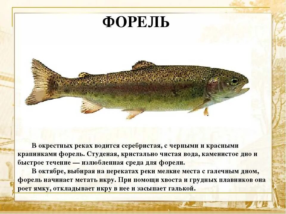 Купить рыбу Форель озёрная для зарыбления пруда в Москве и Московской области