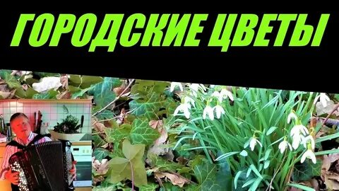Песни городские цветы