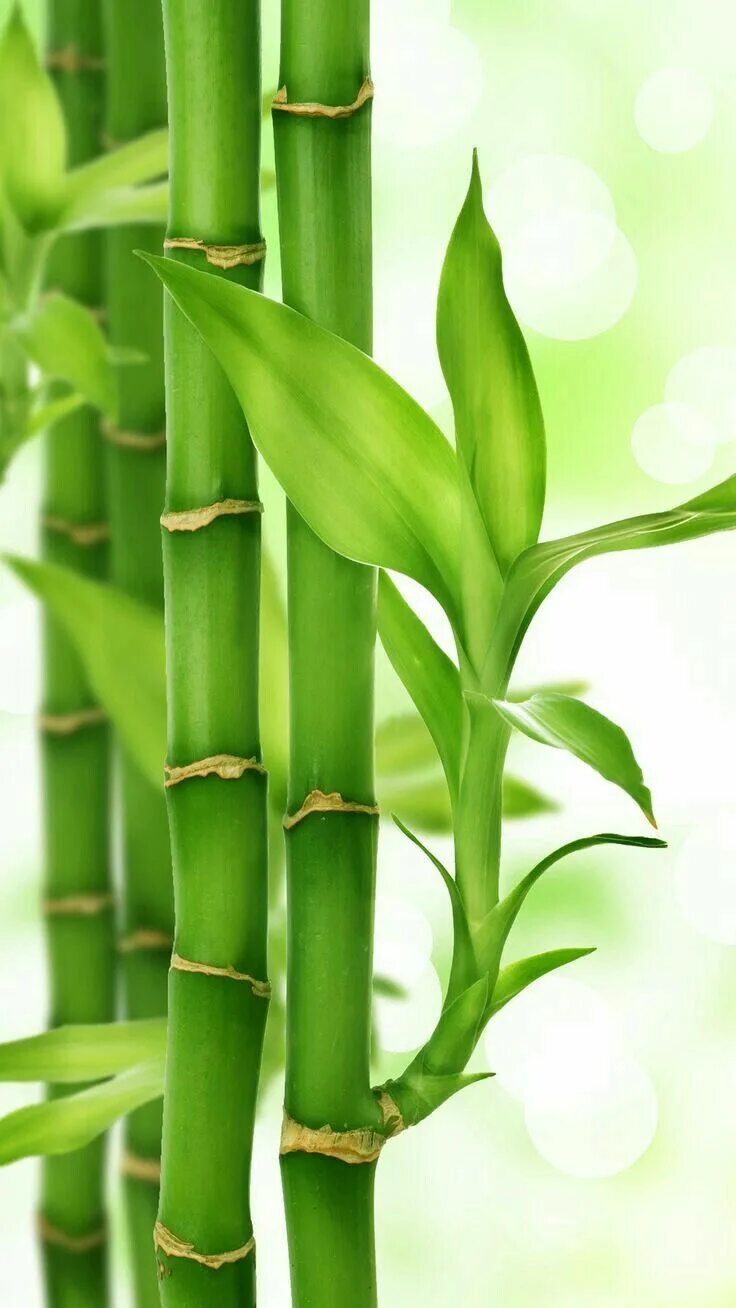 Бамбук тростниковый (лат. Bambusa Arundinacea) семена 25шт купить в интернет-м