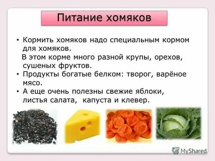 Джунгарский хомяк можно капусту