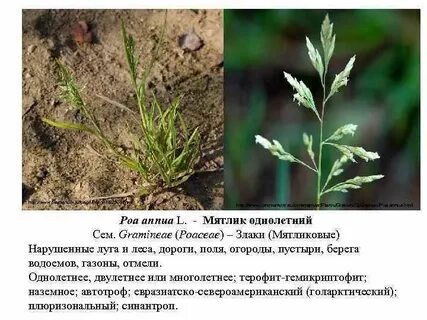 Систематическое положение мятлика