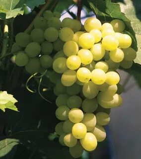 Сверхранний виноград описание сорта фото