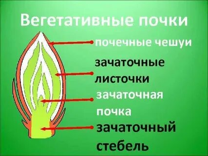 Генеративная почка состоит из