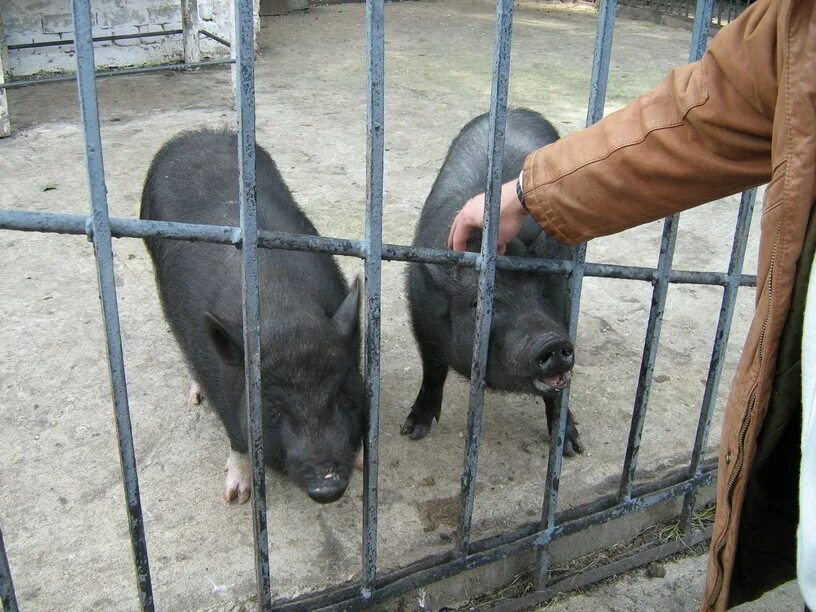 лань в зоопарке. липецкий зоопарк нижний парк. зоопарк липецк животные. лигрица липецкий зоопарк. нижний парк липецк зоопарк.