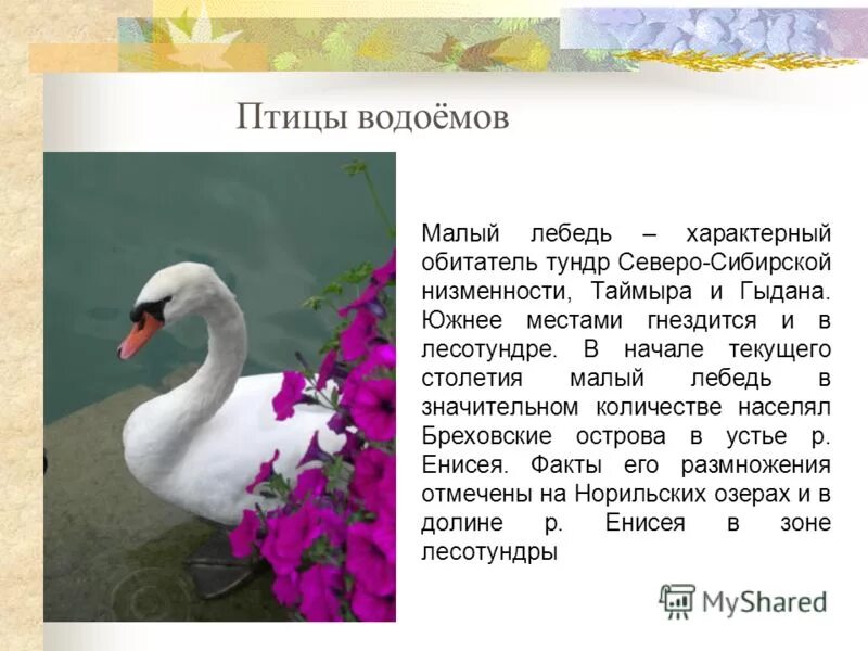 Информация о лебедях для 4 класса. Малый тундровый лебедь красная книга. рассказ про лебедя. тундровый лебедь рассказ. факты о лебедях.