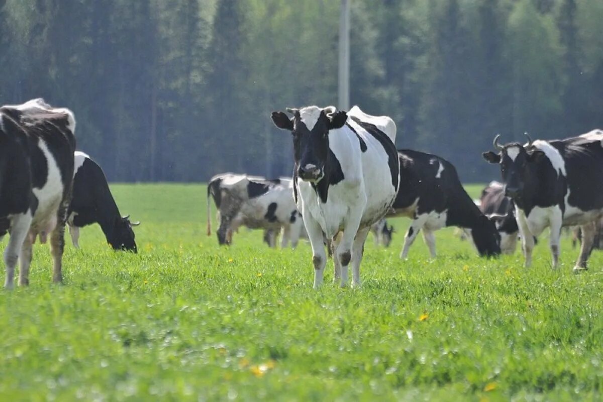 Агропромышленный комплекс вологодской области. Весенние полевые работы. Вологодский сельского хозяйства. Вологодский сельского хозяйства. Агропромышленный комплекс вологодской области.