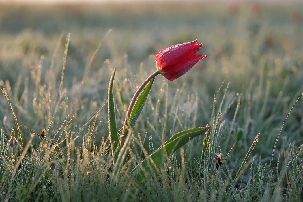 Замечательный цветок словно. Степные Дикие тюльпаны Калмыкии.. Дикие тюльпаны в Калмыкии. Дикие тюльпаны степь Калмыкии. Тюльпаны в степи Калмыкии.