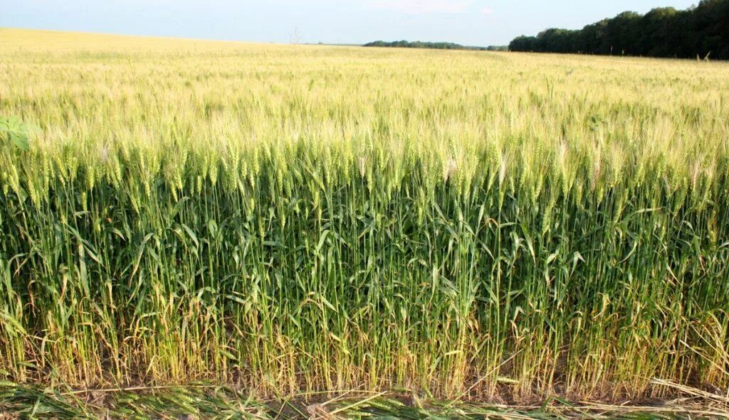 Северный кавказ специализируется на выращивании. Пшеница озимая сорт «Московская 39» элита. Бельвю де Талавера сорт пшеницы. Высота пшеницы. Пшеница высота растения.