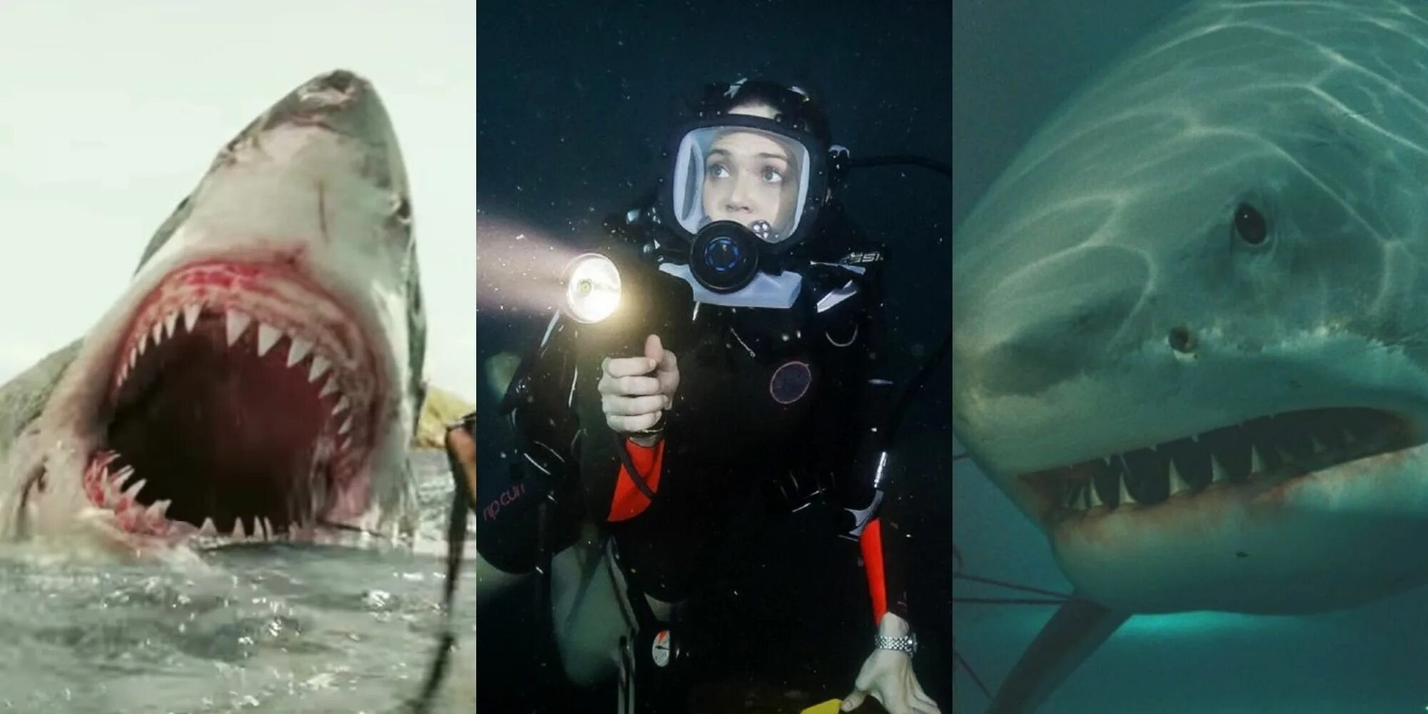Стэнли Фишер нападение акул. Акула нападения 2017