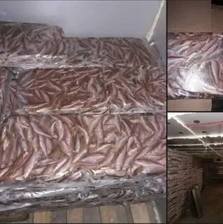 Продать рыбу оптом
