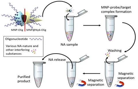 Figure 5.Basic principles of NA magnetic solid-phase extraction. 