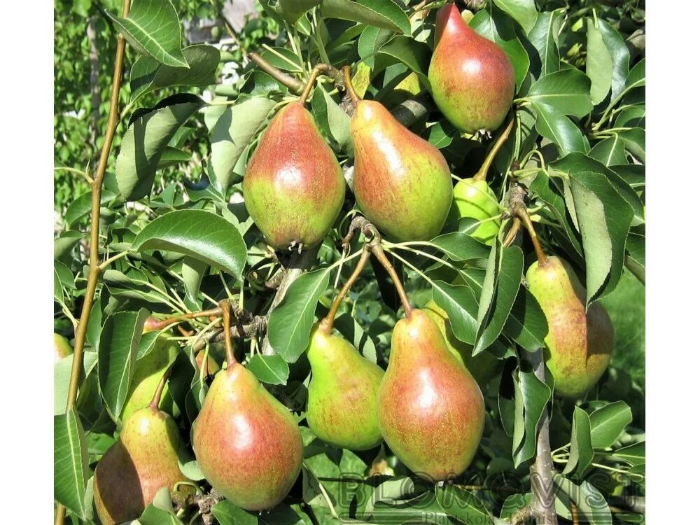 Груша сортовая Pyrus communis. Груша бергамот Московский. Груша Московская. Груша Крымская медовая. Сорт подмосковный