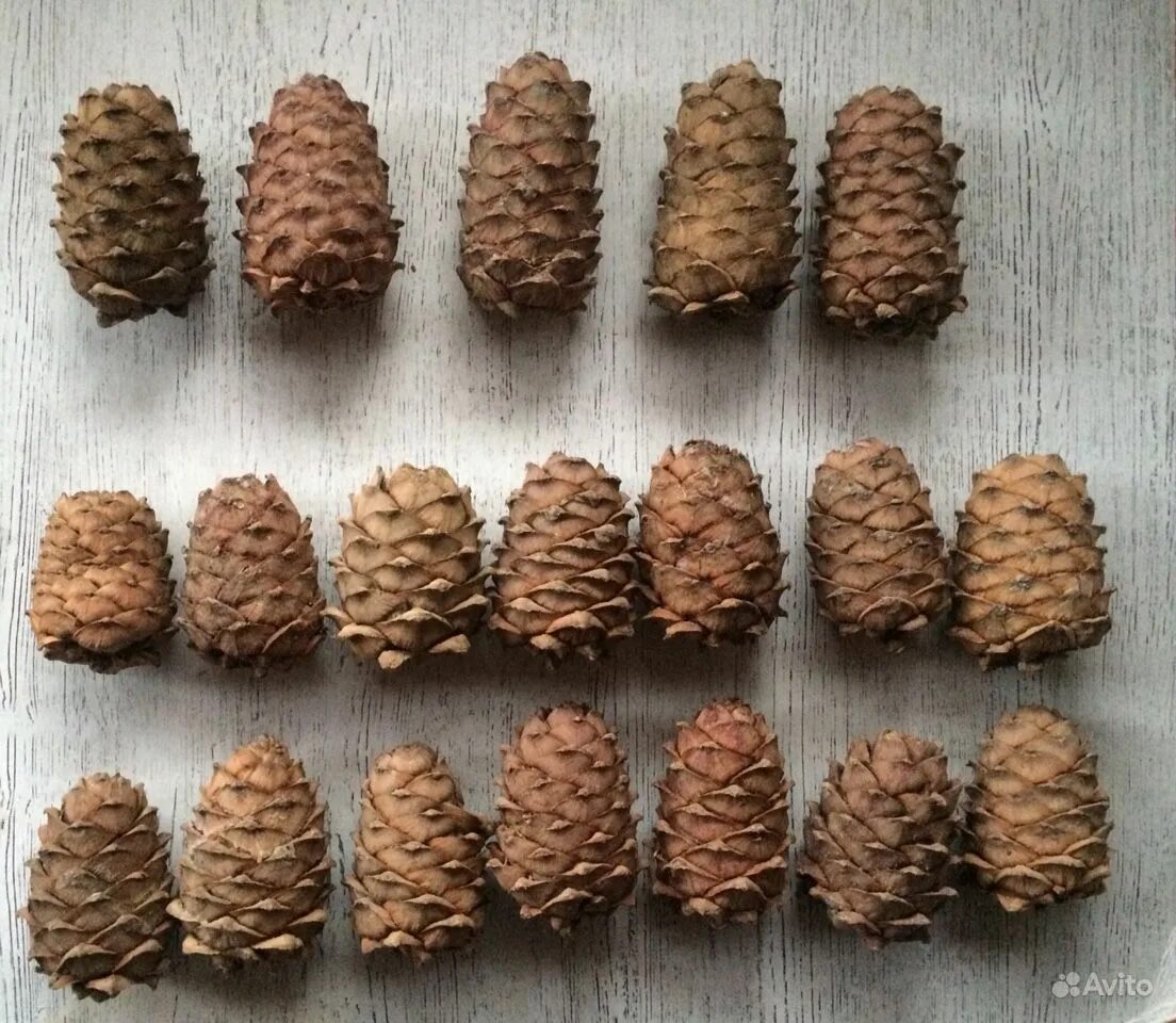 сибирский кедровый орех. шишка кедровая с орехами. сибирский кедр орешки. кедровая шишка с орехами. кедровые орешки с шишками.