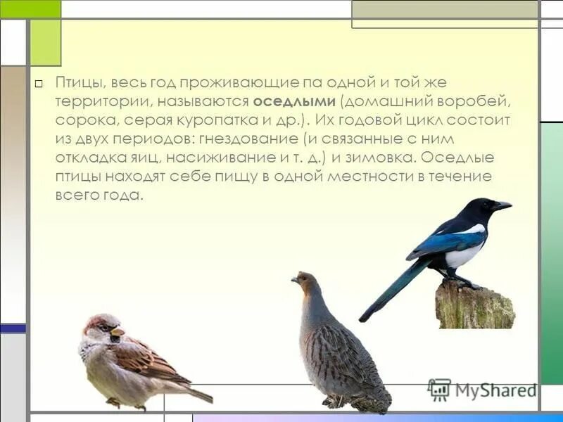 Годовой жизненный цикл птиц 7 класс. Образ жизни птиц. Годовой цикл птиц. Периоды птиц. Жизненный цикл оседлых птиц.
