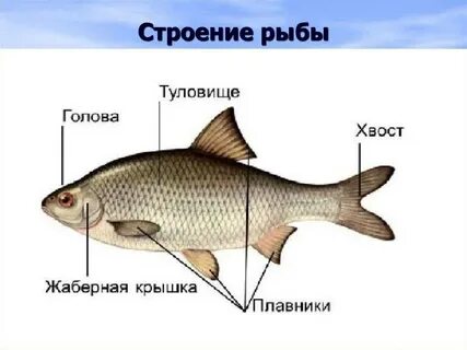 Кому из героев принадлежит рыбье туловище